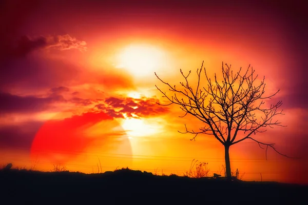 Atardecer árbol — Foto de Stock