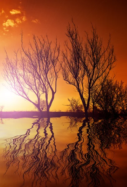 Água e árvore por do sol — Fotografia de Stock