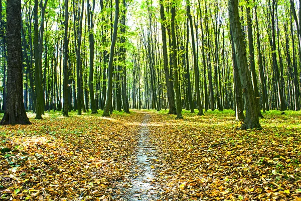 Belle forêt verte — Photo