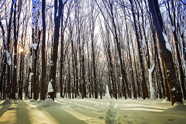 Лес деревья природа снежный лес фон — стоковое фото
