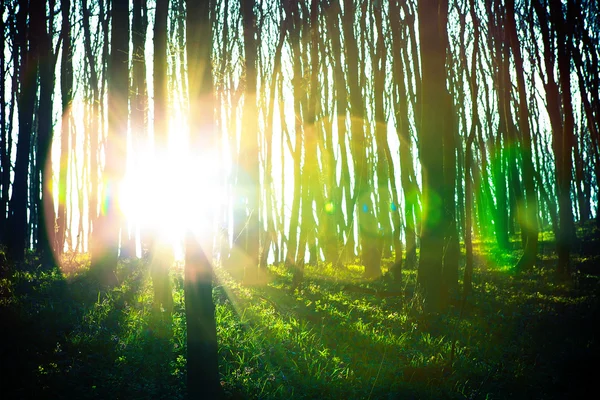 Prachtige groene woud — Stockfoto