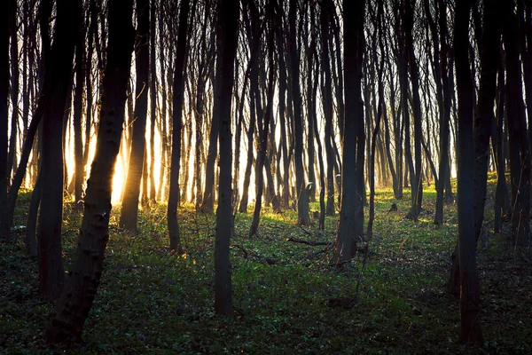 Prachtige groene woud — Stockfoto