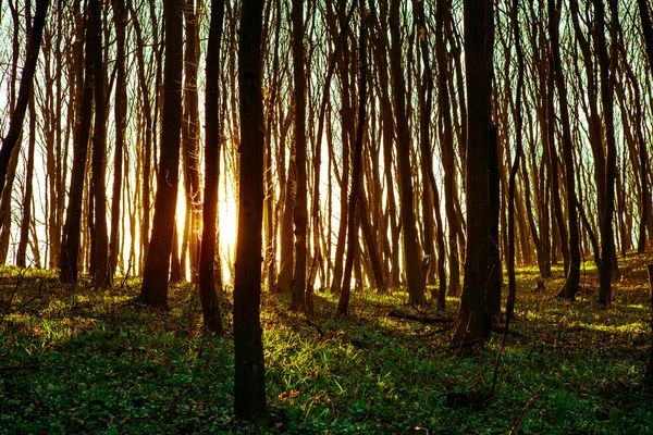 Schöner grüner Wald — Stockfoto