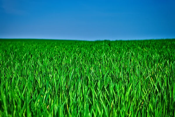 Beau champ vert du matin avec ciel bleu — Photo