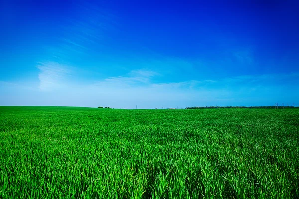 Beatiful morning green field with blue heaven — Stock Photo, Image