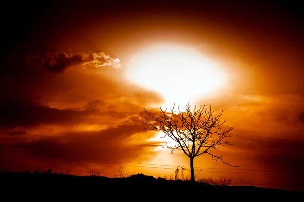Atardecer árbol africano — Foto de Stock