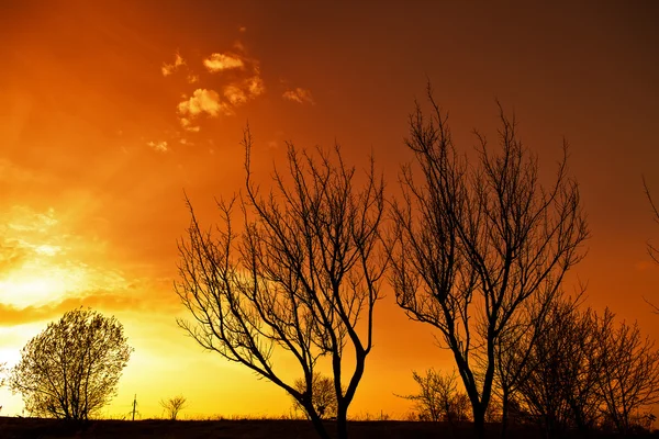 Tree Sunset — Stock Photo, Image