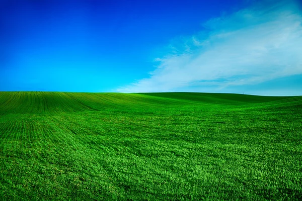 Mavi cennetli güzel yeşil bir sabah çayırı — Stok fotoğraf