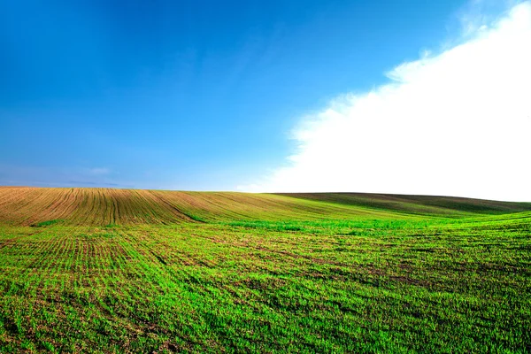 Beautiful spring field with the blue sky — Stock Photo, Image