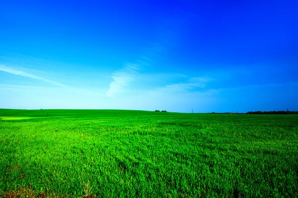 Hermoso campo de primavera con el cielo azul — Foto de Stock