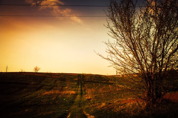 Sonnenuntergang am Baum — Stockfoto