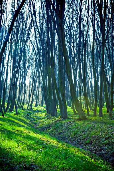 Prachtige groene woud — Stockfoto