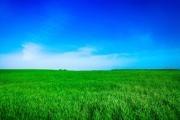 美丽的清晨，碧绿的田野，蔚蓝的天空 — 图库照片