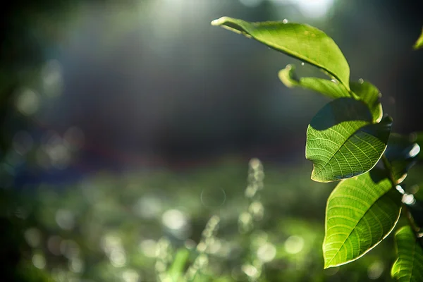 Gröna blad med sol — Stockfoto