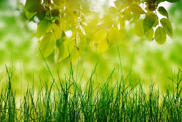 Trädgren över suddig gröna blad bakgrund — Stockfoto