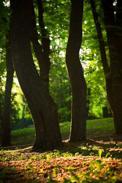 Beautiful green forest — Stock Photo, Image