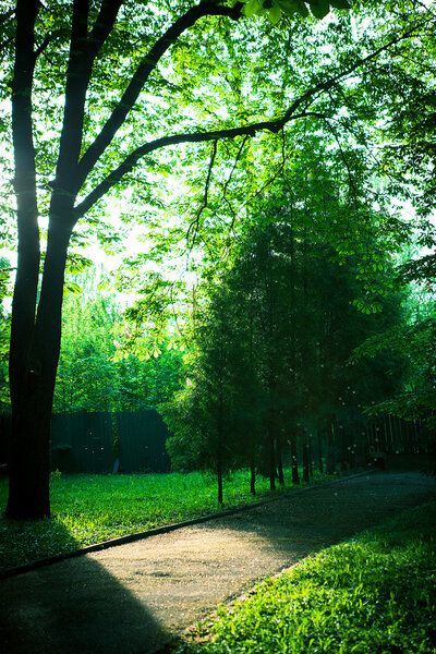 Beautiful avenue in to the park