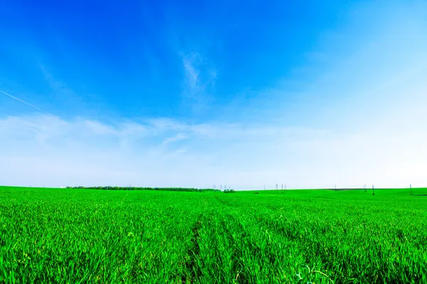 Prachtige lente veld met de blauwe hemel — Stockfoto