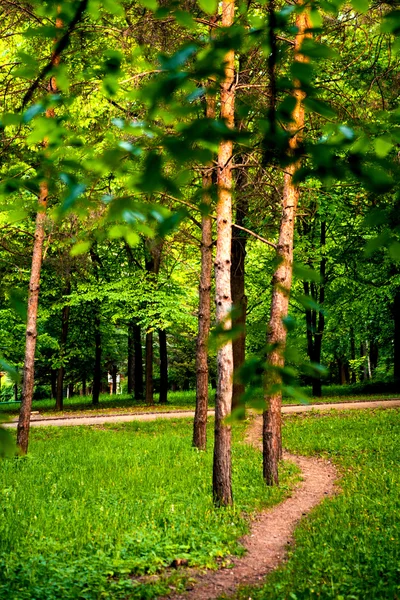 Bella foresta verde — Foto Stock