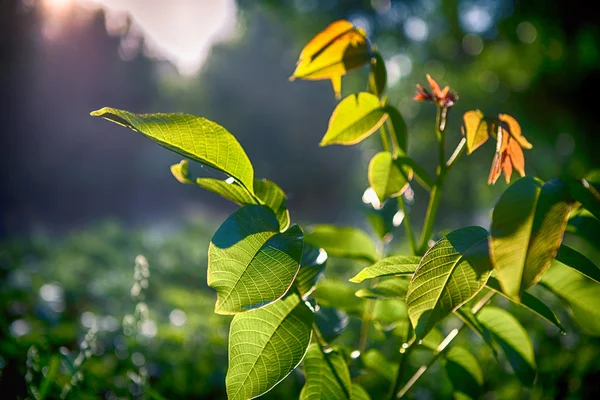 Green leaves with sun — Stock Photo, Image