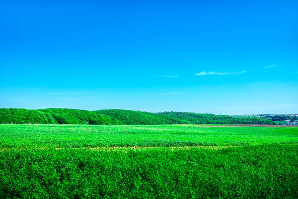 Schönes Frühlingsfeld mit blauem Himmel — Stockfoto
