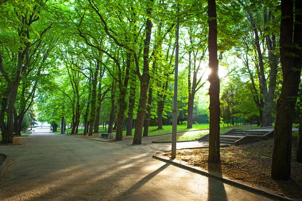 Vackra avenue i parken — Stockfoto