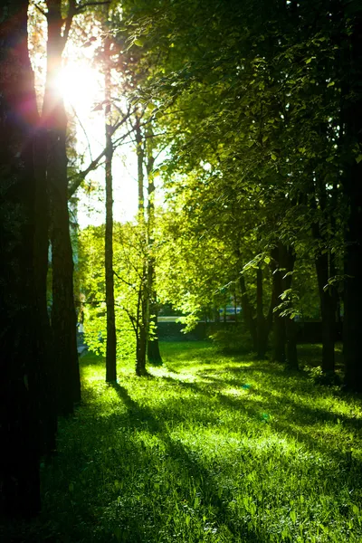 Bela floresta verde — Fotografia de Stock