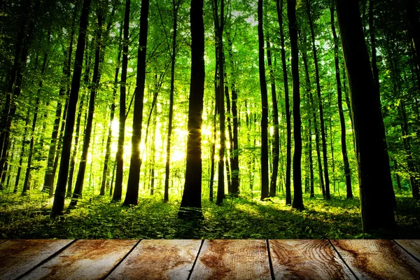 木製の板の床と秋の森の美しい日光 — ストック写真