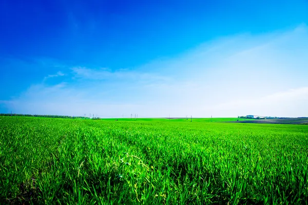 Hierba verde bajo el cielo azul —  Fotos de Stock