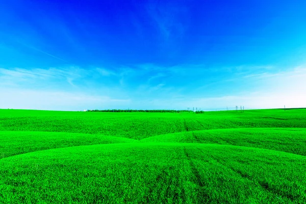 Beautiful spring field with the blue sky — Stock Photo, Image