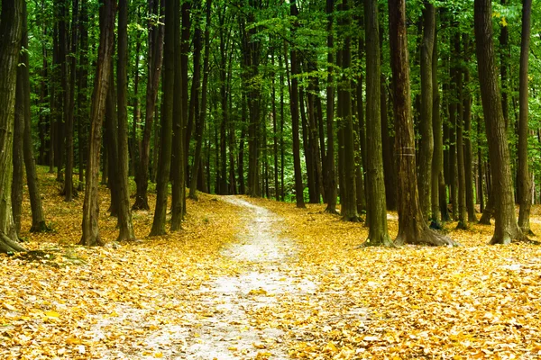 Schöner grüner Wald — Stockfoto