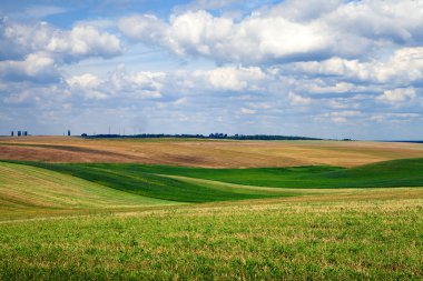 Mavi gökyüzünün altındaki yeşil çimenler