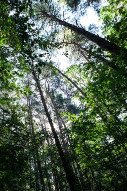Orman ağaçları doğa yeşil ahşap güneş ışığı arka planı