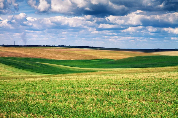 Hierba verde bajo el cielo azul — Foto de Stock