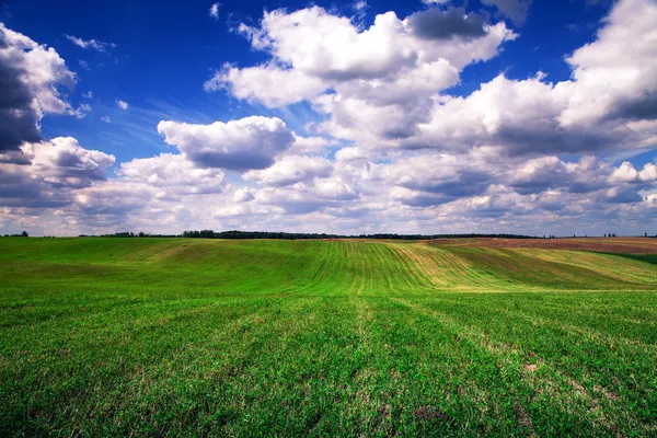 Erba verde sotto il cielo blu — Foto Stock