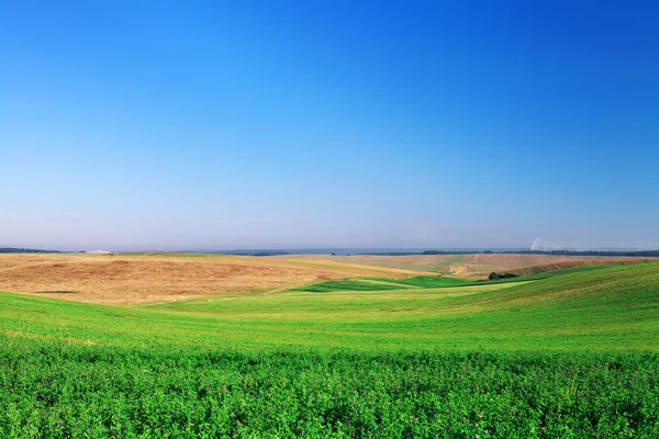 蓝天下的绿草 — 图库照片