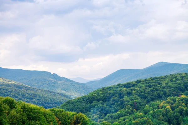 Kiefernwald — Stockfoto