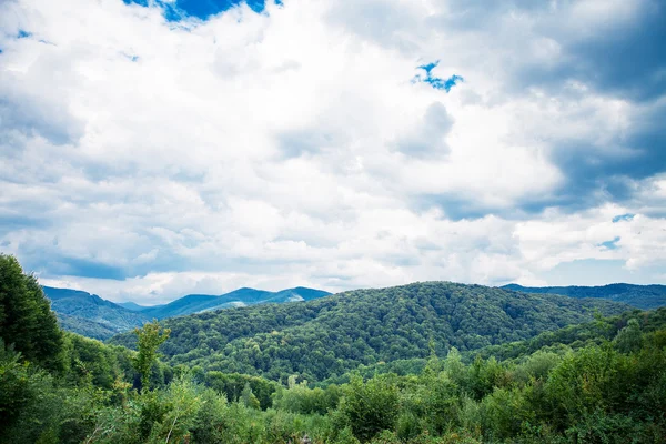 Foresta di pini — Foto Stock