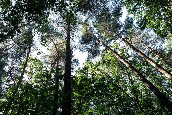 Floresta árvores natureza verde madeira fundos de luz solar — Fotografia de Stock