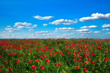 Kırmızı haşhaş tarlası