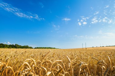 Mavi gökyüzünün altındaki yeşil çimenler