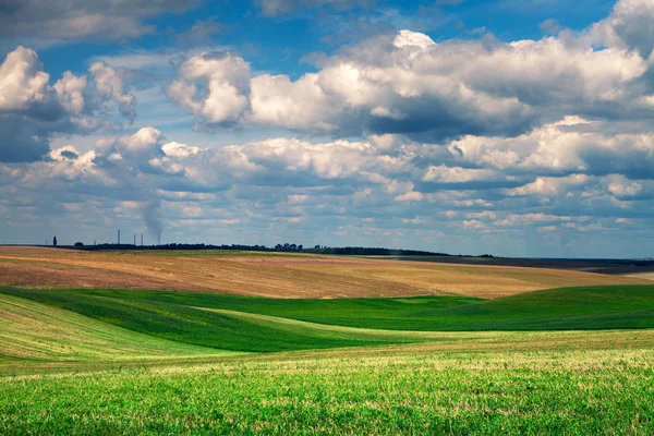 Hierba verde bajo el cielo azul — Foto de Stock