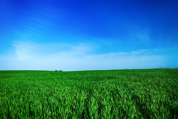 Groen gras onder de blauwe hemel — Stockfoto