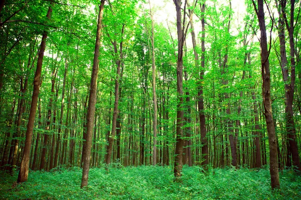 Natuur groen hout zonlicht achtergronden — Stockfoto