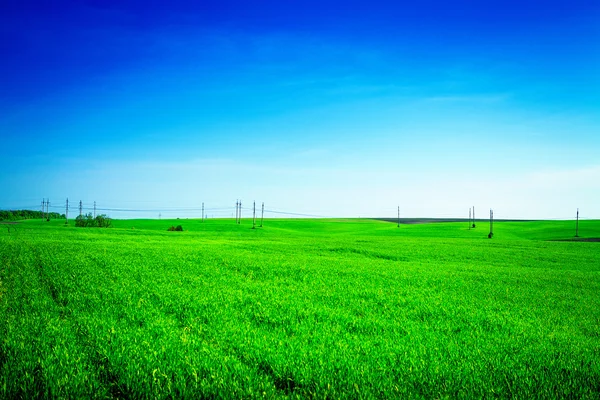 Grama verde sob céu azul — Fotografia de Stock