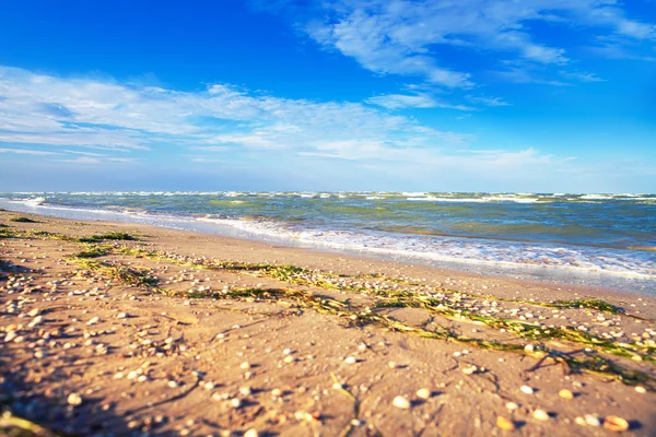 Doğa deniz manzarası ile martı mavi gök — Stok fotoğraf