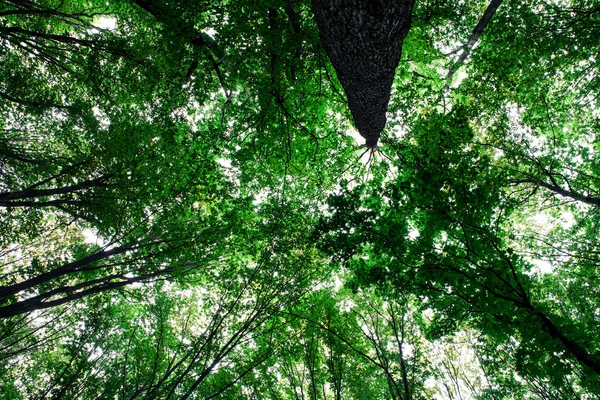 Foresta alberi natura verde legno luce del sole sfondi — Foto Stock