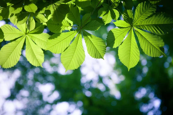 Gröna blad med sol — Stockfoto