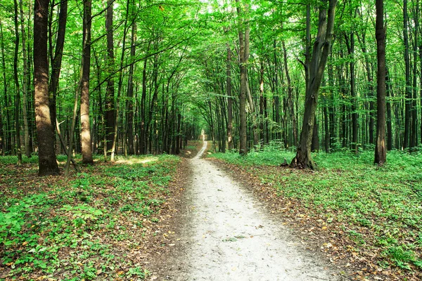 Bela floresta verde — Fotografia de Stock