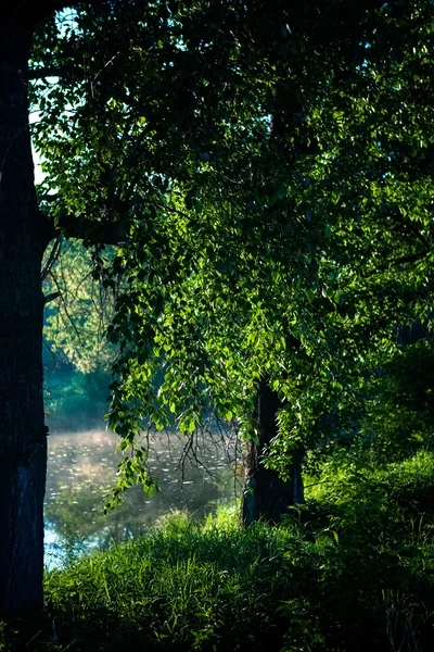 Schöner grüner Wald — Stockfoto